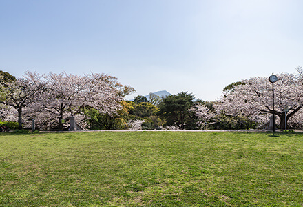 桜舞う春の夜宮公園